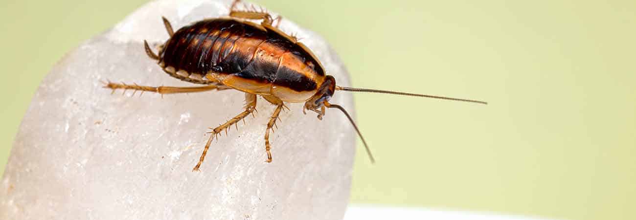 home remedies for roaches in guelph