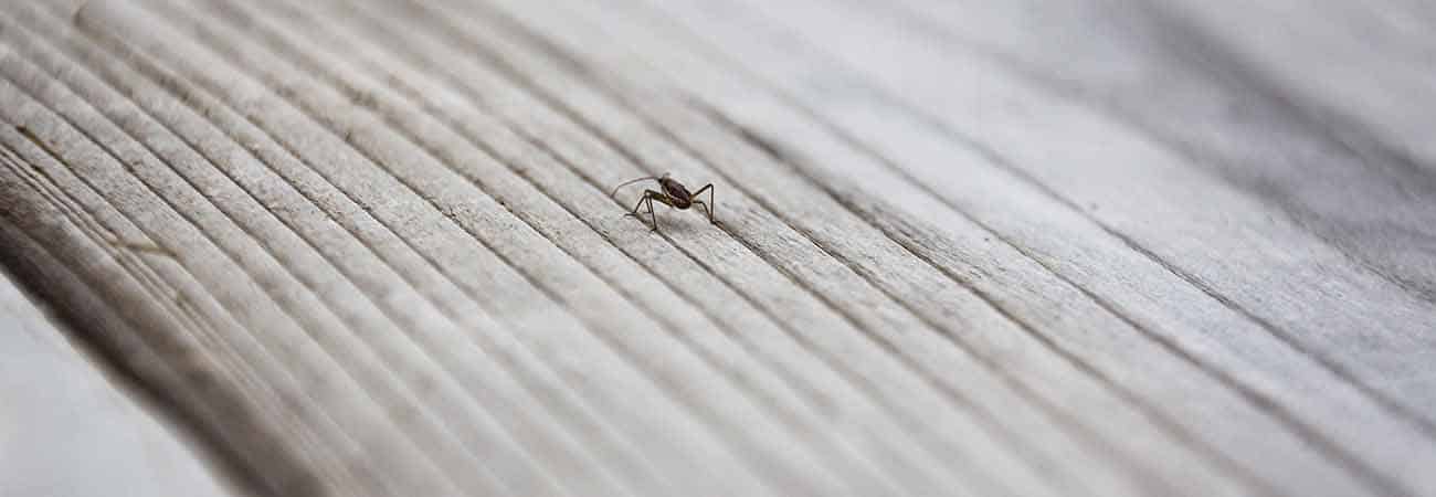 what you shouldn't do for bed bug removal in guelph