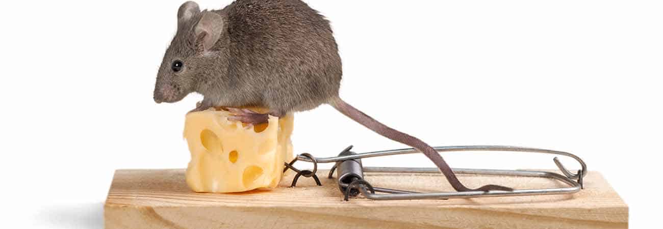 why are mice a nuisance in guelph