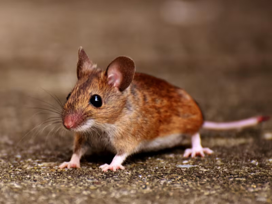 A deer mouse with large eyes and ears and a two-tone coat with a white belly and brown back