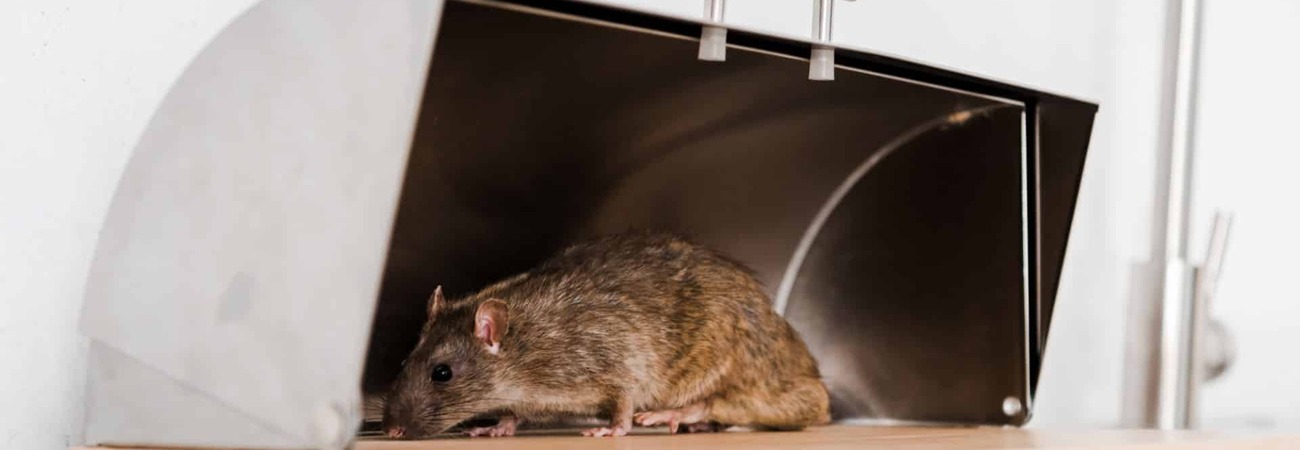 A rodent inside a bread bin on a kitchen counter