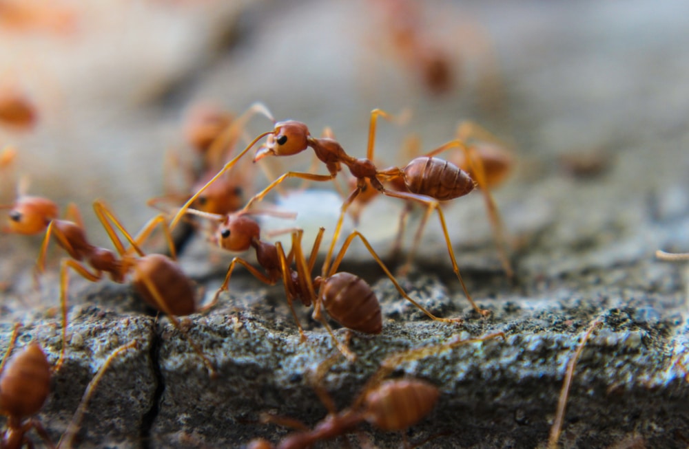 What Diseases Do Ants Carry in Mississauga?