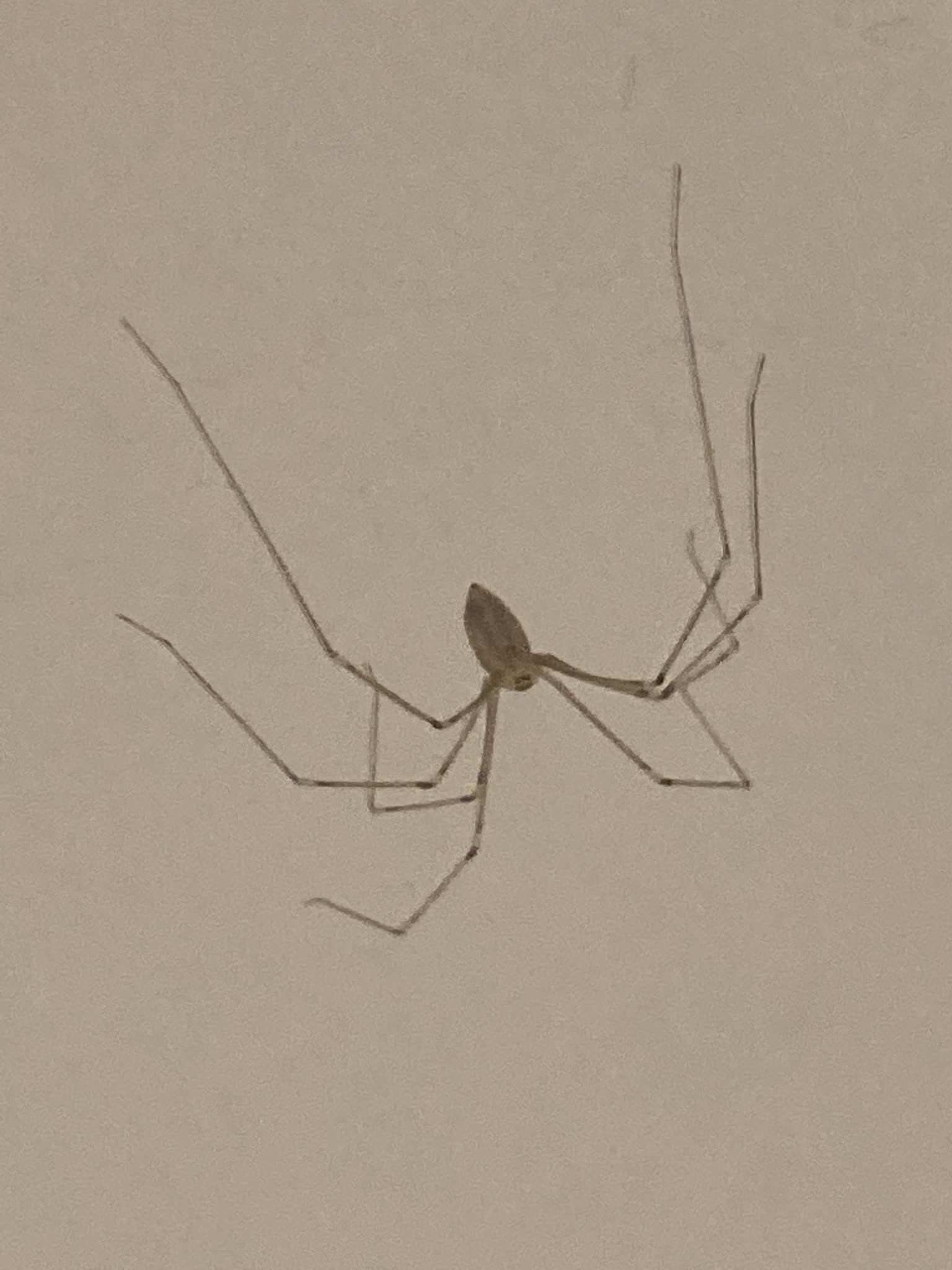 Cellar spider with very long thin legs and a small pale body on a plain wall