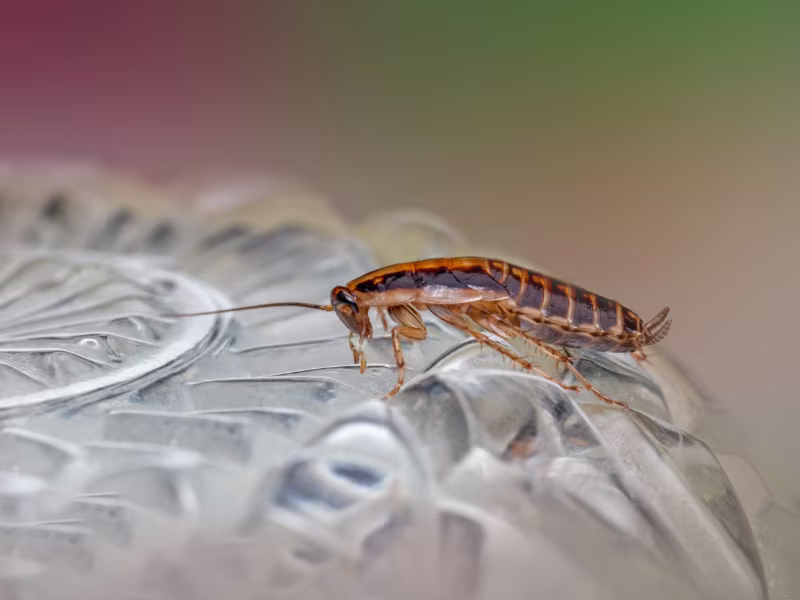 Cockroach infestation in grocery store requiring gel baiting residual sprays and sanitation advice