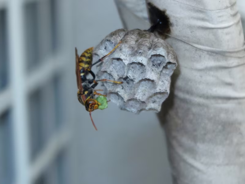 Wasp and hornet nest near grocery store requiring nest removal and prevention guidance