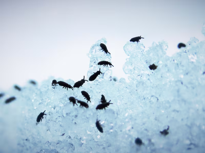 Flea infestation in hotel carpets requiring professional extermination