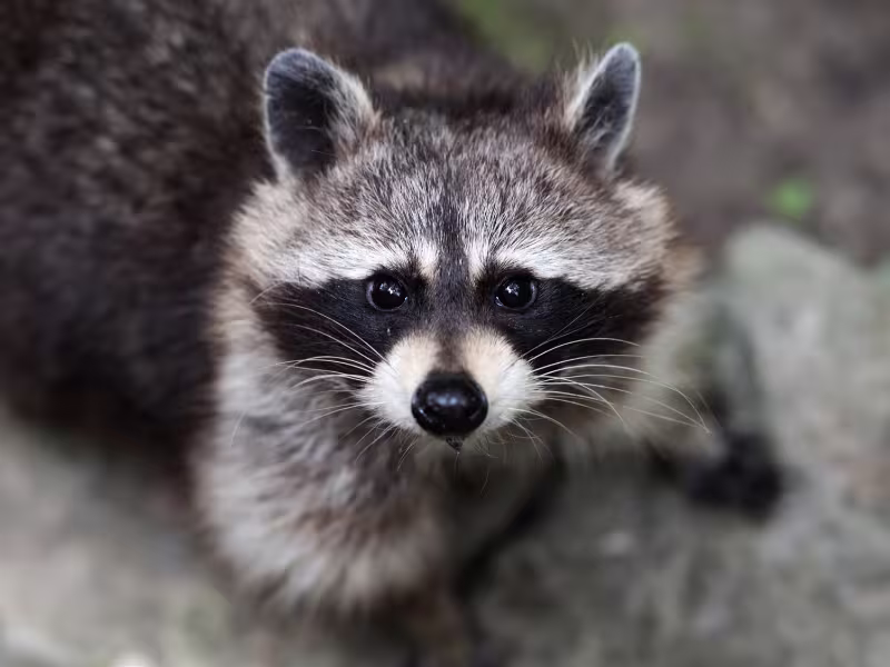 A raccoon — one of the species Pesticon removes from Guelph attics, chimneys and soffits