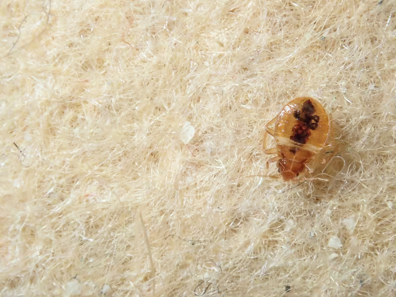 Pesticon technician inspecting a Markham mattress for bed bugs