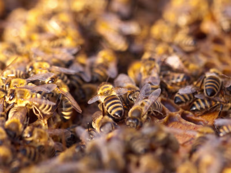 Bees — relocated safely from Markham properties by our technicians