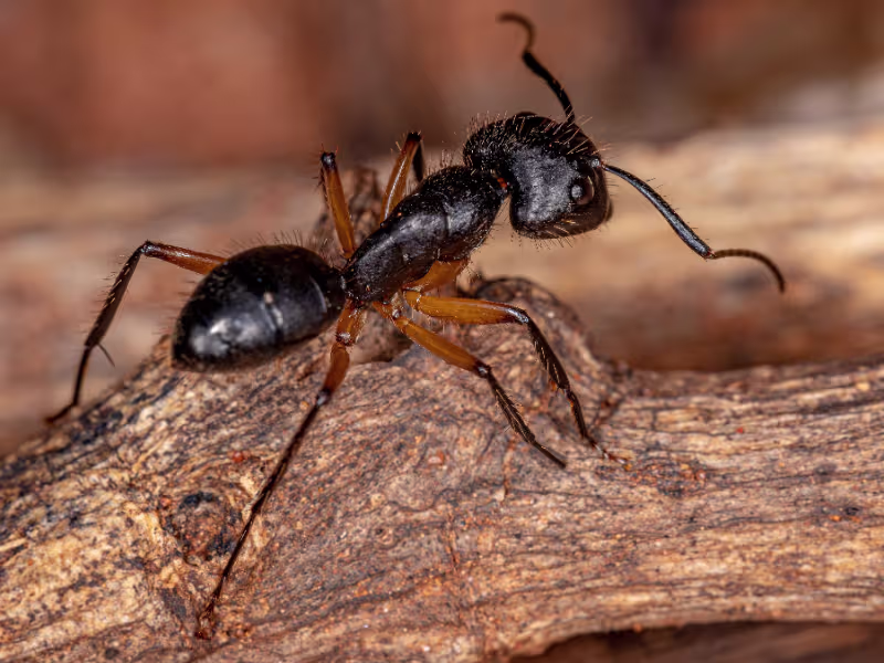 Carpenter ants — structural wood pests treated across York Region