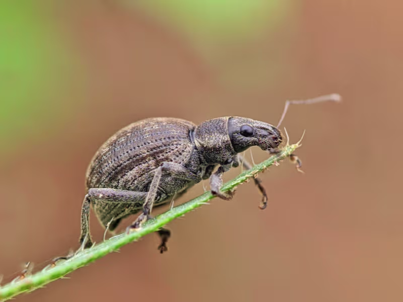 Fleas — an indoor pest our Markham technicians eliminate