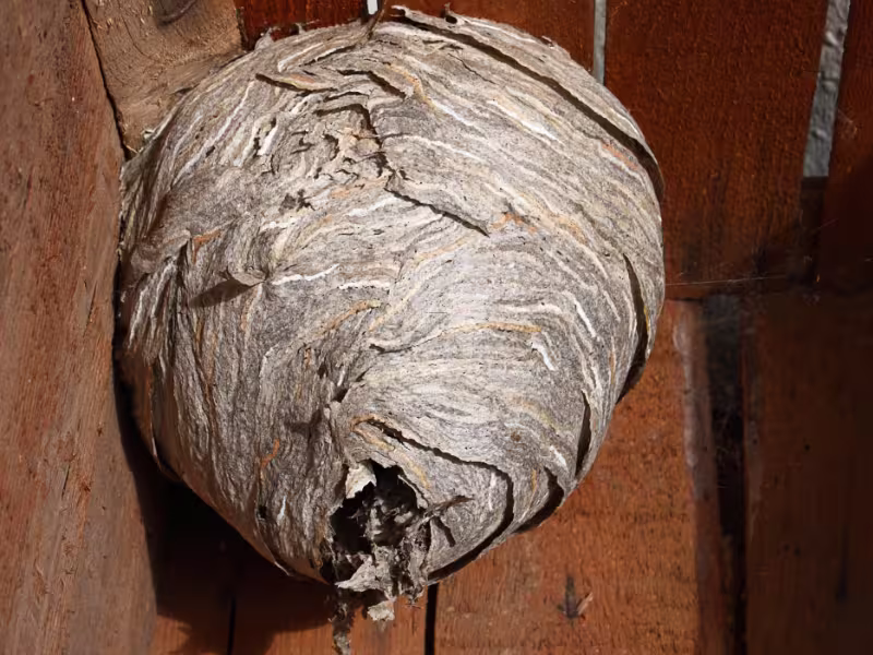 Hornets and their nest — a stinging pest our Markham team removes
