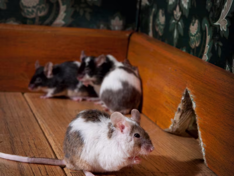 House mouse — a common Markham rodent our technicians control