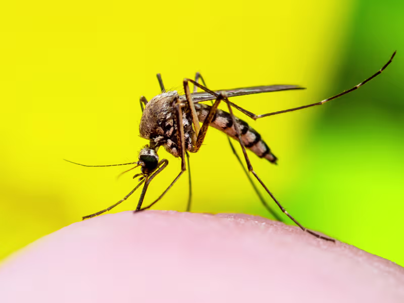 Mosquitoes — a seasonal York Region biting pest we treat