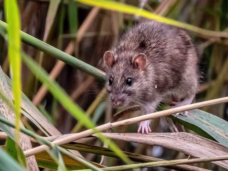 Rodent moving along the foundation of a Markham home