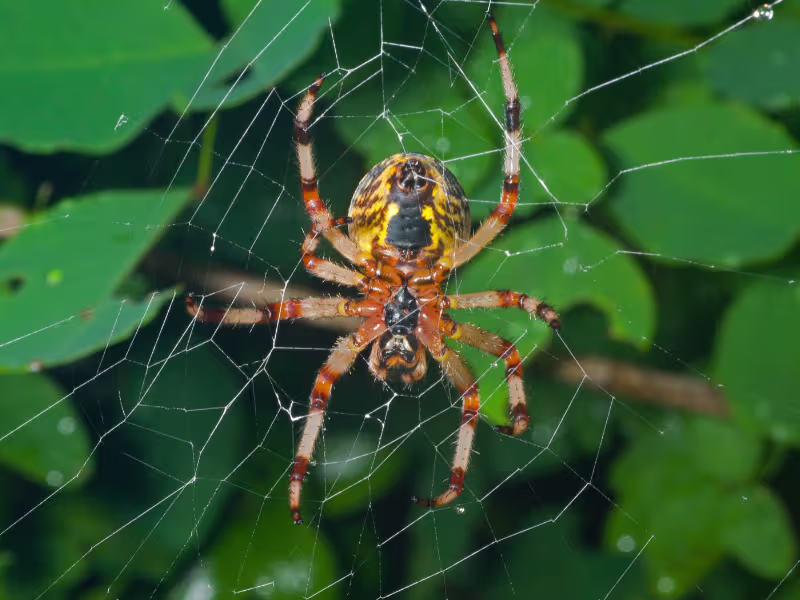Spiders — a year-round Markham household pest we manage