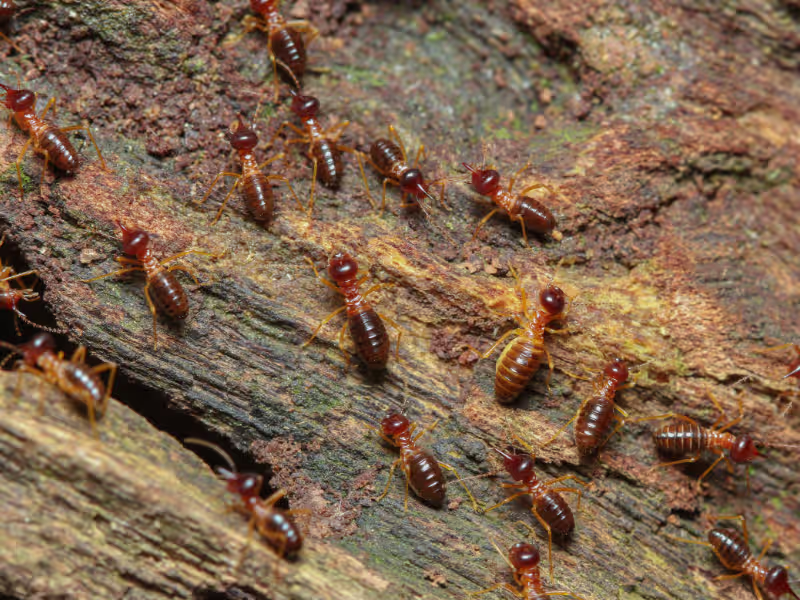 Termites — wood-destroying insects our Markham technicians treat