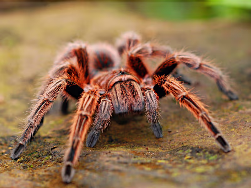 Spider infestation in manufacturing facility requiring web removal and barrier sprays
