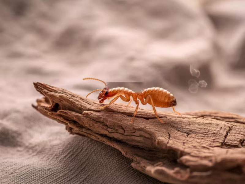 Termite infestation in manufacturing facility requiring subterranean treatment and baiting