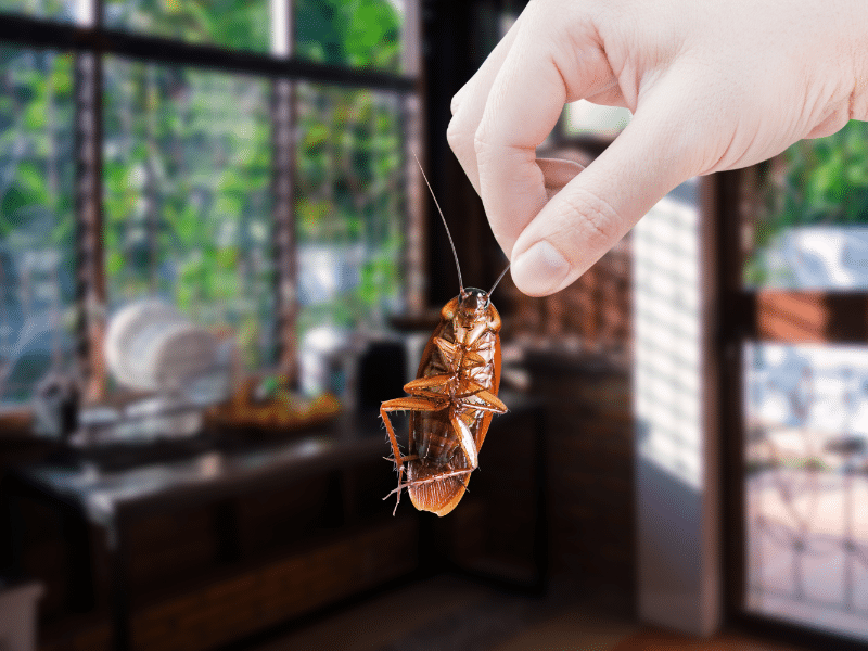 Cockroach infestation in office building requiring gel baiting residual sprays and sanitation advice