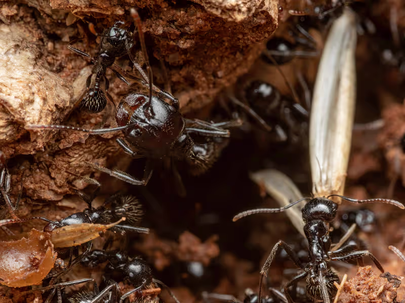 Carpenter ant colony in a restaurant requiring colony elimination and perimeter barriers