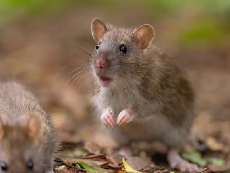 Rodent infestation in a restaurant kitchen requiring entry point sealing, trapping, and baiting