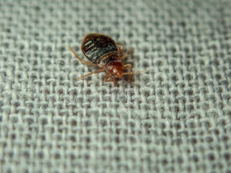 Bed bug infestation in a dormitory requiring heat treatment and chemical eradication