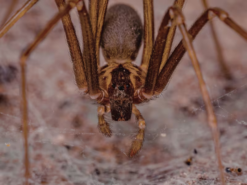 Spider webs in a classroom requiring web removal, insect control, and barrier sprays