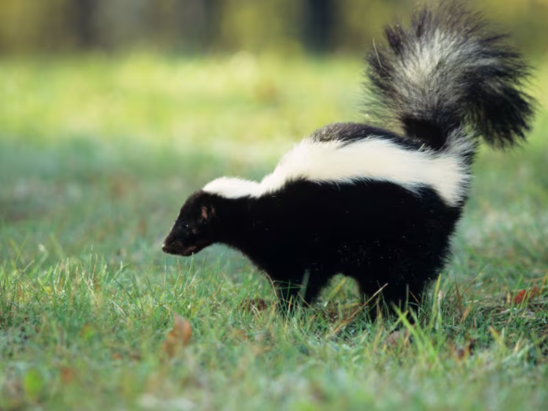 Wildlife intrusion on a campus requiring humane removal and exclusion